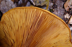 Austropaxillus