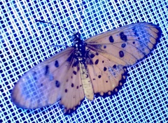 Acraea neobule