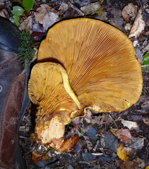 Austropaxillus