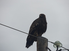 Aquila nipalensis nipalensis