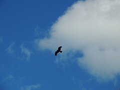 Milvus migrans migrans