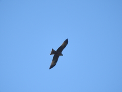 Milvus migrans migrans