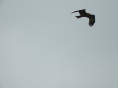 Milvus migrans migrans