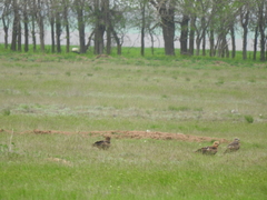 Milvus migrans migrans