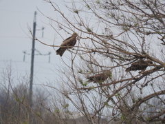 Milvus migrans migrans