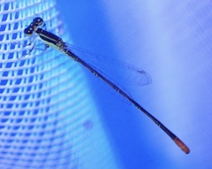 Agriocnemis exilis