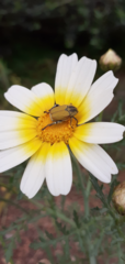 Hoplia bilineata
