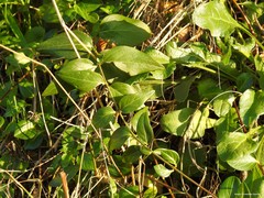 Vinca difformis