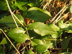 Vinca difformis