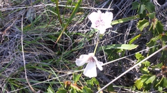 Calochortus umbellatus