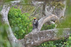 Piliocolobus gordonorum