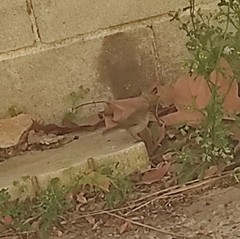 Phylloscopus collybita