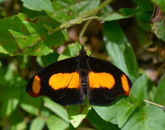 Catonephele sabrina