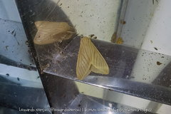 Munona
