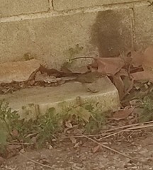 Phylloscopus collybita