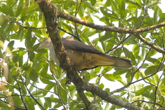 Ducula badia