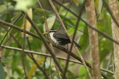 Pomatorhinus schisticeps