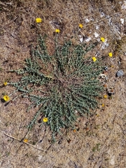 Noticastrum acuminatum