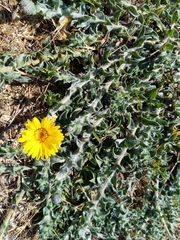 Noticastrum acuminatum