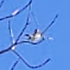 Tyrannus dominicensis