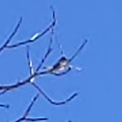 Tyrannus dominicensis