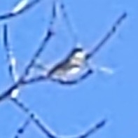 Tyrannus dominicensis
