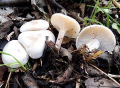 Leucocybe