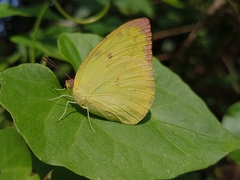 Catopsilia pomona