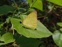 Catopsilia pomona