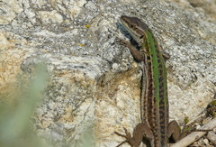 Podarcis siculus
