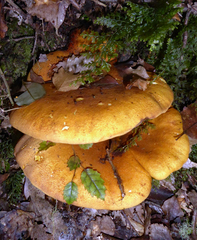Austropaxillus