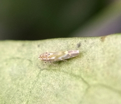 Fruticidia bisignata