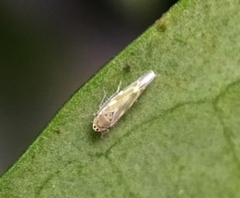 Fruticidia bisignata