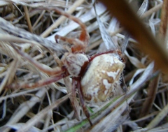Backobourkia brouni