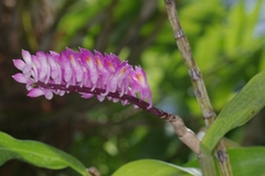 Dendrobium secundum