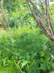 Asparagus aspergillus