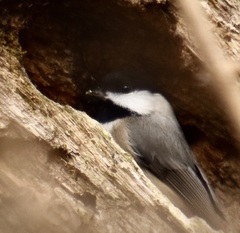 Poecile carolinensis
