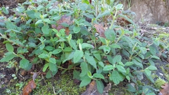 Cistus salviifolius