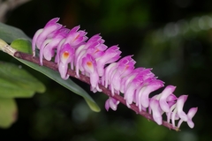 Dendrobium secundum