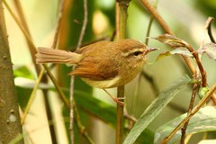 Horornis acanthizoides
