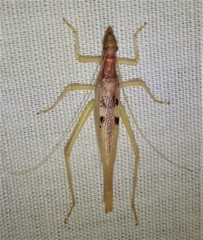 Neoxabea bipunctata