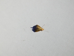 Salbia flabellalis