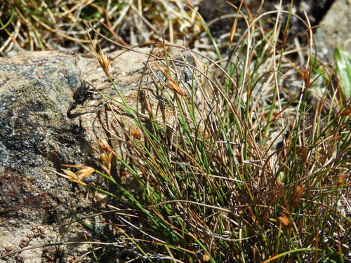 Carex acicularis (Carex acicularis)