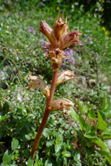 Orobanche alba