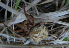Backobourkia brouni