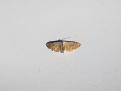 Ptychamalia perlata