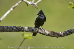 Knipolegus lophotes