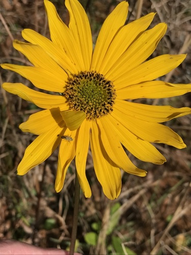 flatwoods sunflower (Helianthus carnosus)
