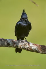 Knipolegus lophotes
