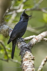 Knipolegus lophotes
